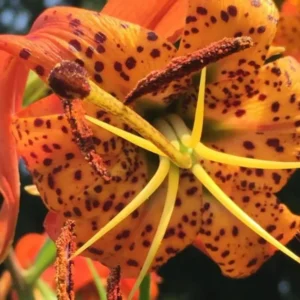 5 Turk Cap Lily Bulbs for Planting, Orange Flower