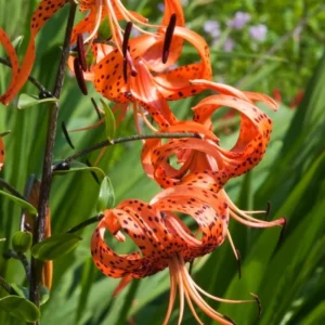 5 Turk Cap Lily Bulbs for Planting, Orange Flower