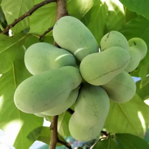 Live Pawpaw Tree, Paw Paw Plant, Indian Banana in Pot, 5 to 7 Inc Tall