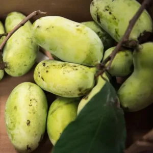 Live Pawpaw Tree, Paw Paw Plant, Indian Banana in Pot, 5 to 7 Inc Tall