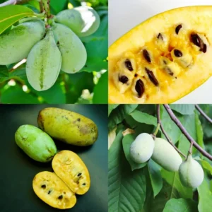 Live Pawpaw Tree, Paw Paw Plant, Indian Banana in Pot, 5 to 7 Inc Tall
