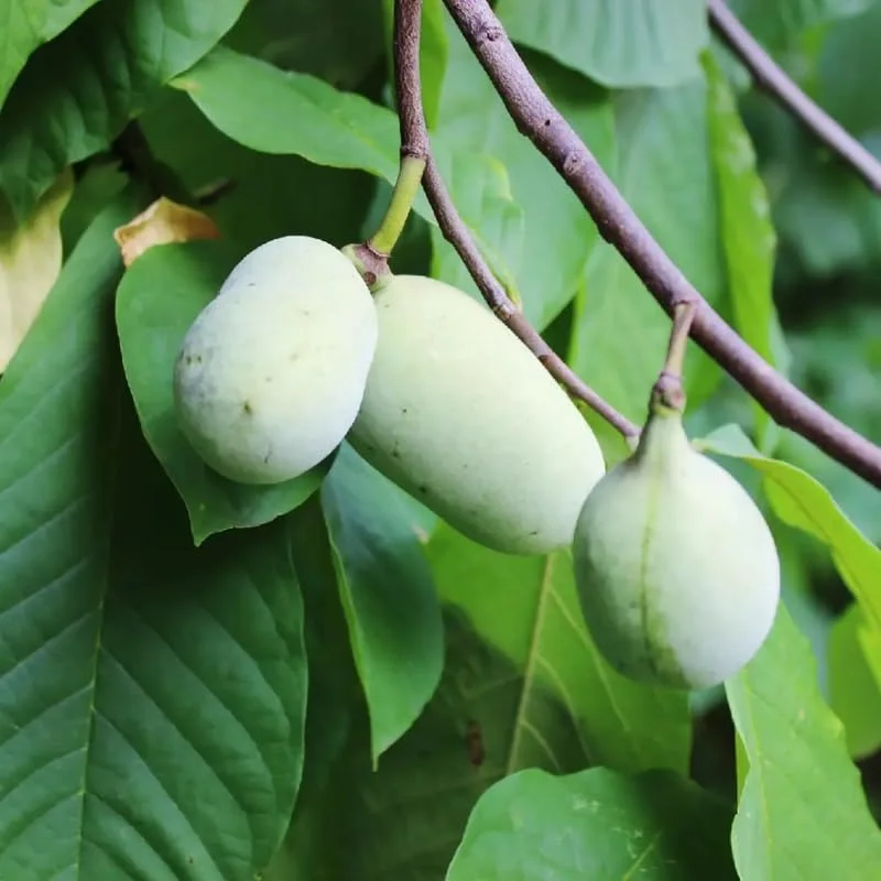 2 Pawpaw Trees, Paw Paw Plants, Indian Banana Paw Paw for Planting, 5-6" Tall in Pot