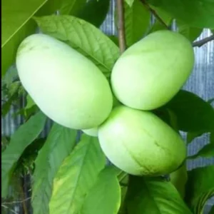 2 Pawpaw Trees, Paw Paw Plants, Indian Banana Paw Paw for Planting, 5-6