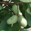 2 Pawpaw Trees, Paw Paw Plants, Indian Banana Paw Paw for Planting, 5-6" Tall in Pot