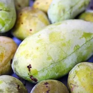 Live Pawpaw Tree, Paw Paw Plant, Indian Banana in Pot, 5 to 7 Inc Tall