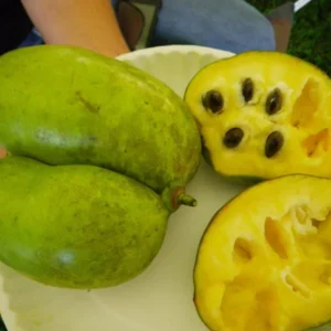 Live Pawpaw Tree, Paw Paw Plant, Indian Banana in Pot, 5 to 7 Inc Tall