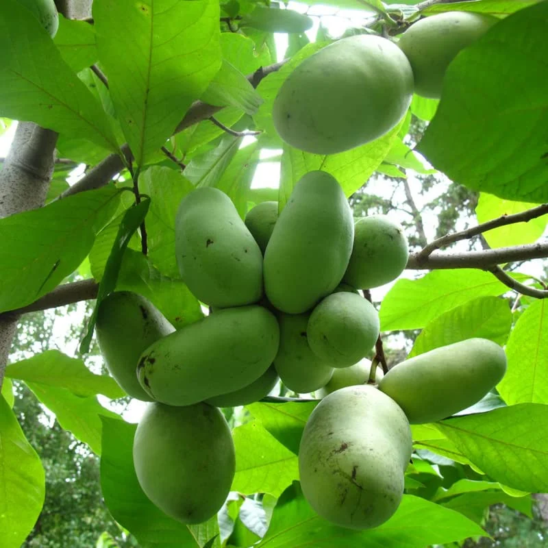 2 Pawpaw Trees, Paw Paw Plants, Indian Banana Paw Paw for Planting, 5-6" Tall in Pot