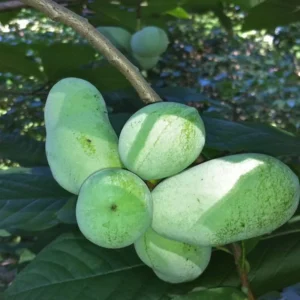 2 Pawpaw Trees, Paw Paw Plants, Indian Banana Paw Paw for Planting, 5-6