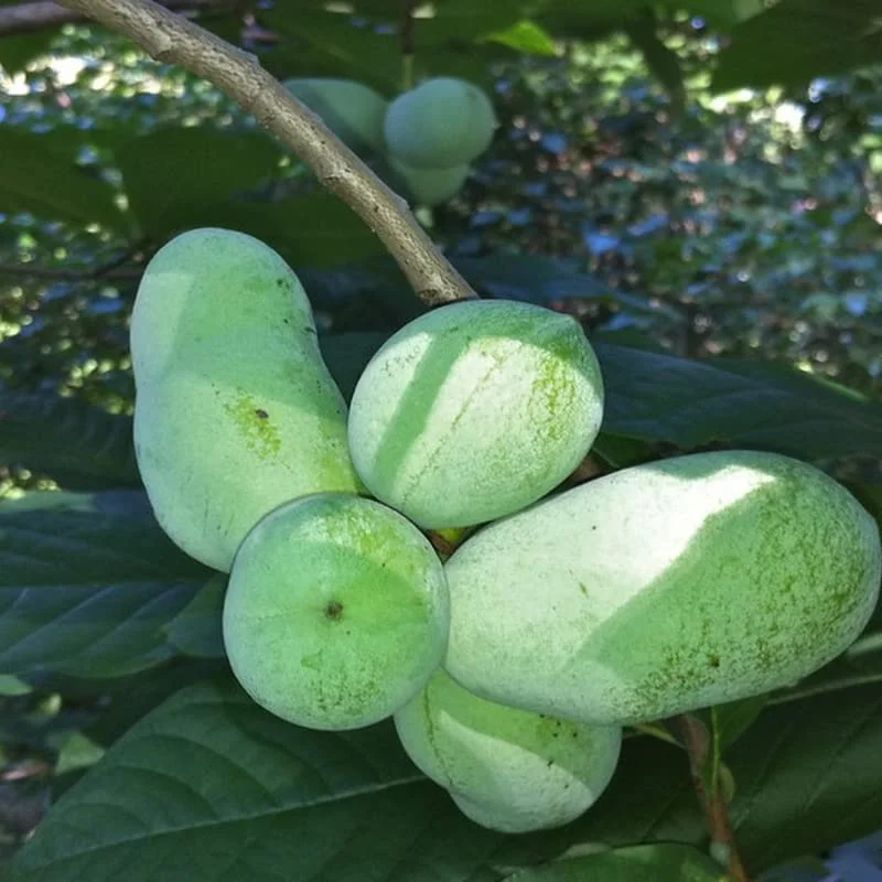 2 Pawpaw Trees, Paw Paw Plants, Indian Banana Paw Paw for Planting, 5-6" Tall in Pot