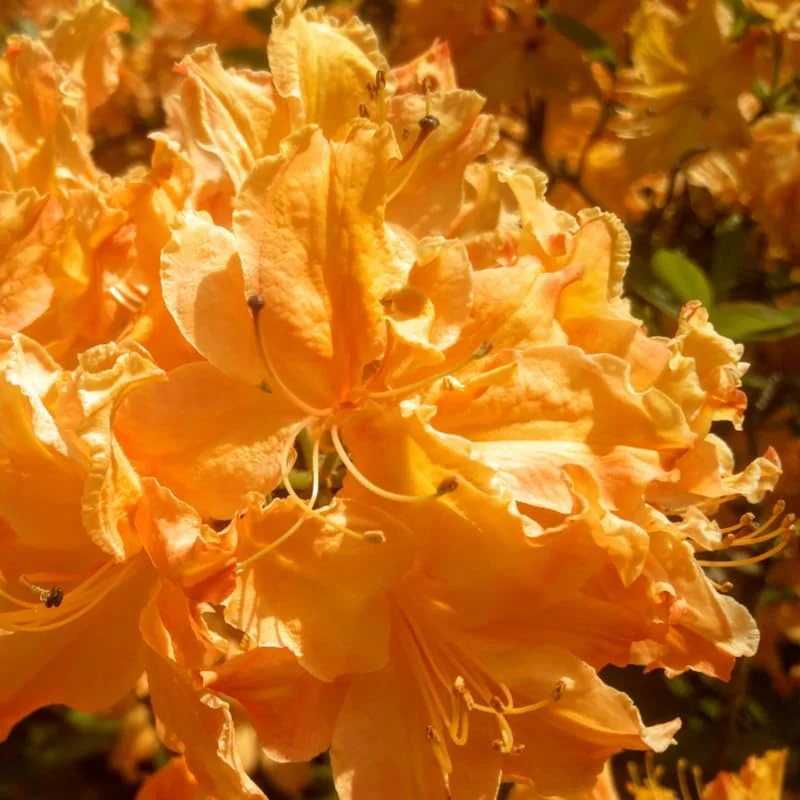 Yellow Azalea Rhododendron Plant Live Shrubs Bushes Flowers in 4" Pot, Very Hardy, Golden Color