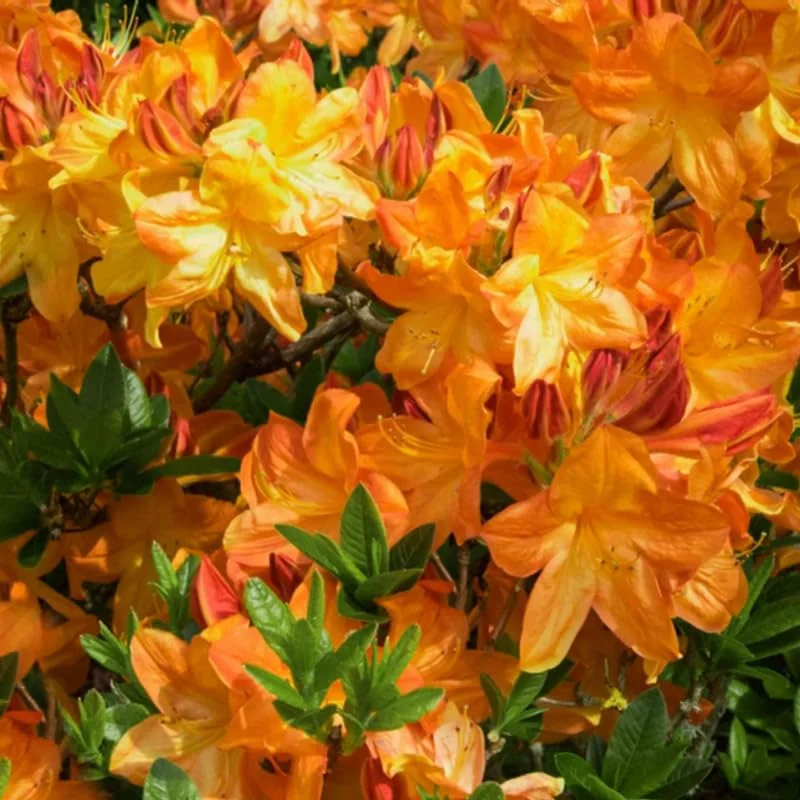 Yellow Azalea Rhododendron Plant Live Shrubs Bushes Flowers in 4" Pot, Very Hardy, Golden Color