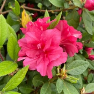 Rhododendron Pink Reblooming Azalea, Bloom Spring Summer and Fall, 4 Inch Pot