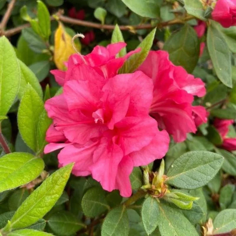 Rhododendron Pink Reblooming Azalea, Bloom Spring Summer and Fall, 4 Inch Pot