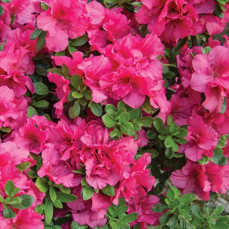 Rhododendron Pink Reblooming Azalea, Bloom Spring Summer and Fall, 4 Inch Pot