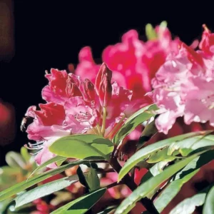 Pink Rhododendron Azalea Live Plant Bush in Quart Pot, Can Change Color, Bloom Color: Pink, Red, Various, White