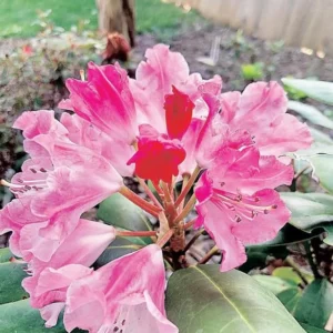 Pink Rhododendron Azalea Live Plant Bush in Quart Pot, Can Change Color, Bloom Color: Pink, Red, Various, White