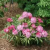 Pink Rhododendron Azalea Live Plant Bush in Quart Pot, Can Change Color, Bloom Color: Pink, Red, Various, White