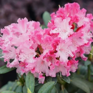 Pink Rhododendron Azalea Live Plant Bush in Quart Pot, Can Change Color, Bloom Color: Pink, Red, Various, White