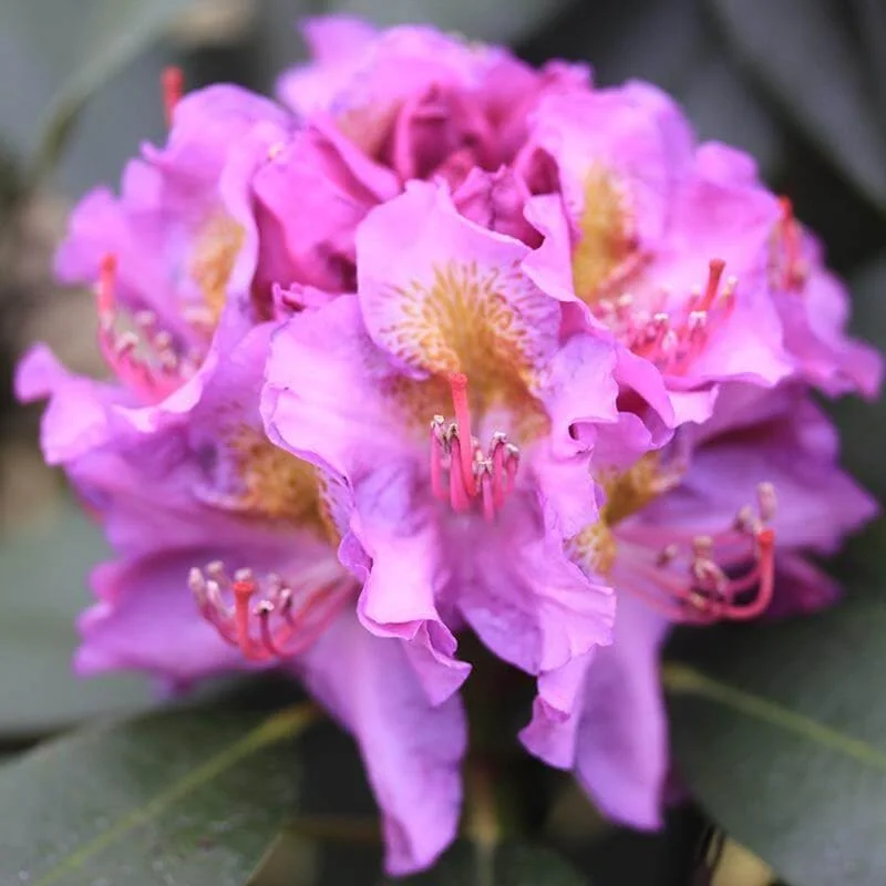 Purple Rhododendron Flowers Dwarf Shrubs Bushes in Quart Pot