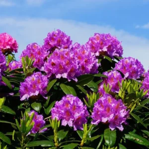 Purple Rhododendron Flowers Dwarf Shrubs Bushes in Quart Pot