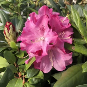 Pink Rhododendron Flowers Plants Live Bush in Quart Pot