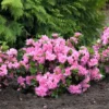 Pink Reblooming Azalea Rhododendron in 4 Inch Pot