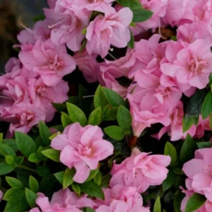 Pink Reblooming Azalea Rhododendron in 4 Inch Pot