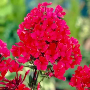 Scarlet Dwarf Phlox Plants, Starter Phlox Live Plant, Well Rooted, Perennial Ground Cover, Set 2 Plants