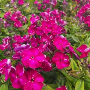 Scarlet Dwarf Phlox Plants, Starter Phlox Live Plant, Well Rooted, Perennial Ground Cover, Set 2 Plants