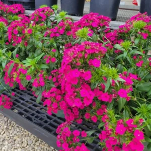 Scarlet Dwarf Phlox Plants, Starter Phlox Live Plant, Well Rooted, Perennial Ground Cover, Set 2 Plants