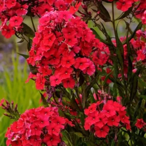 Scarlet Dwarf Phlox Plants, Starter Phlox Live Plant, Well Rooted, Perennial Ground Cover, Set 2 Plants