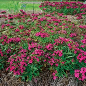 Scarlet Dwarf Phlox Plants, Starter Phlox Live Plant, Well Rooted, Perennial Ground Cover, Set 2 Plants