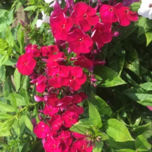 Scarlet Dwarf Phlox Plants, Starter Phlox Live Plant, Well Rooted, Perennial Ground Cover, Set 2 Plants