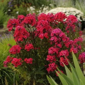 Scarlet Dwarf Phlox Plants, Starter Phlox Live Plant, Well Rooted, Perennial Ground Cover, Set 2 Plants