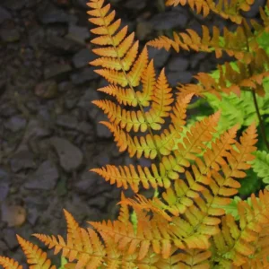4 Live Fern Plants, 4 To 6 Inches Tall, Autumn Fern Plants Live, Fern Live Plants For Growing