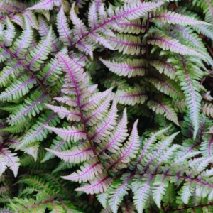 2 Live Fern Plants, 4 To 6 Inches Tall, Purple Fern Plants Live, Fern Live Plants For Growing