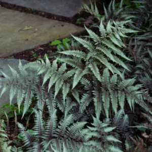 2 Live Fern Plants, 4 To 6 Inches Tall, Purple Fern Plants Live, Fern Live Plants For Growing