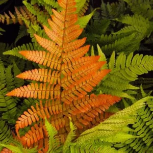 4 Live Fern Plants, 4 To 6 Inches Tall, Autumn Fern Plants Live, Fern Live Plants For Growing