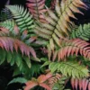 4 Live Fern Plants, 4 To 6 Inches Tall, Autumn Fern Plants Live, Fern Live Plants For Growing