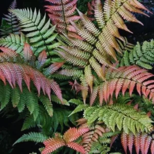 4 Live Fern Plants, 4 To 6 Inches Tall, Autumn Fern Plants Live, Fern Live Plants For Growing