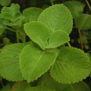 2 Cuban Oregano Plants Live, 4 To 6 Inches Tall, 4'' Potted