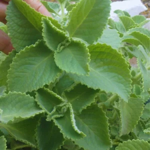 2 Cuban Oregano Plants Live, 4 To 6 Inches Tall, 4'' Potted