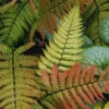 Autumn Fern Plants Lilve, 2 Plants, 4 Inches Potted, Fern Live Plants, Ground Cover Plant For Garden