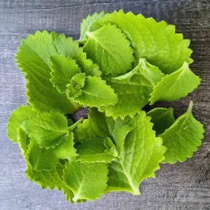 2 Cuban Oregano Plants Live, 4 To 6 Inches Tall, 4'' Potted