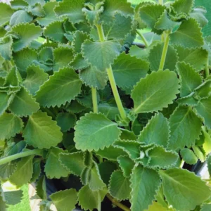 2 Cuban Oregano Plants Live, 4 To 6 Inches Tall, 4'' Potted