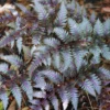 2 Live Fern Plants, 4 To 6 Inches Tall, Purple Fern Plants Live, Fern Live Plants For Growing