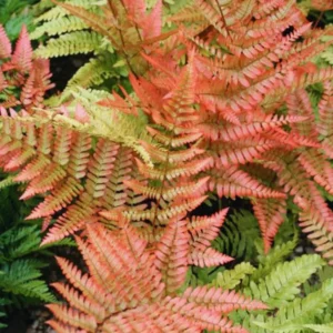 Autumn Fern Plants Lilve, 2 Plants, 4 Inches Potted, Fern Live Plants, Ground Cover Plant For Garden