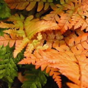 Autumn Fern Plants Lilve, 2 Plants, 4 Inches Potted, Fern Live Plants, Ground Cover Plant For Garden