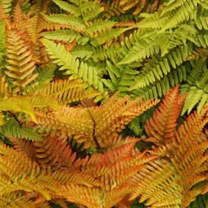 4 Live Fern Plants, 4 To 6 Inches Tall, Autumn Fern Plants Live, Fern Live Plants For Growing