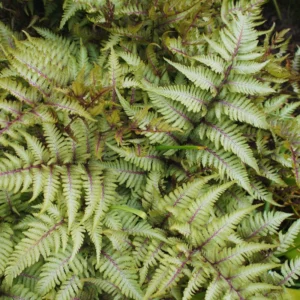 Purple Fern Plant Live, 1 Plant, 4 Inches Potted, Fern Live Plants, Ground Cover Plant For Garden Indoors Outdoors